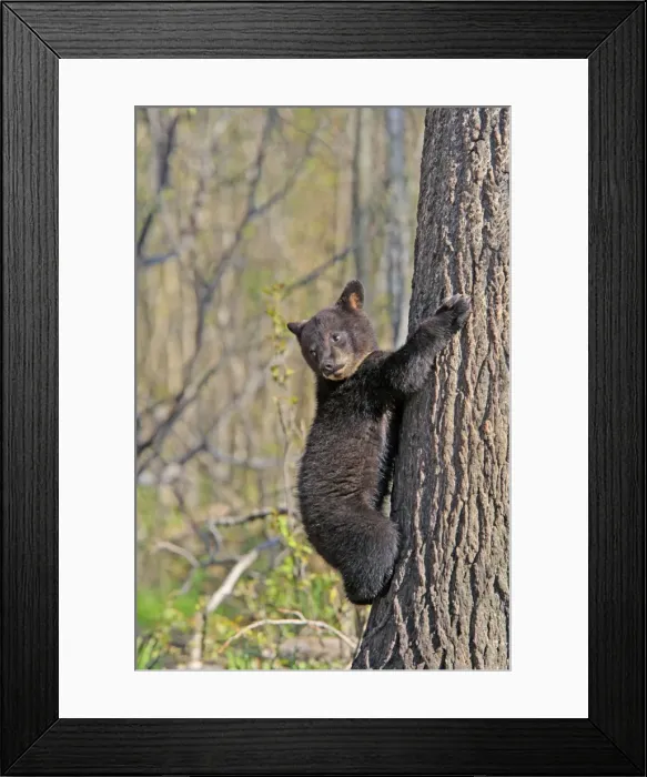Framed Print : Picture No. 10947568 Framed Print : Picture No. 10947568
