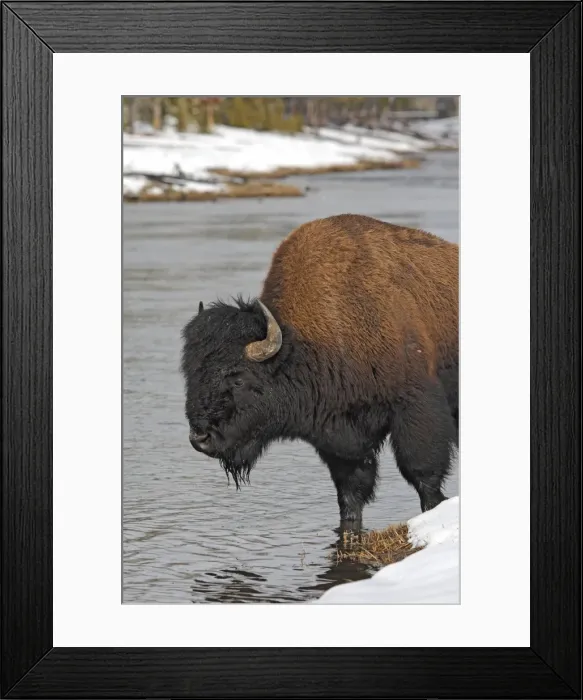 Framed Print : Picture No. 10947623 Framed Print : Picture No. 10947623