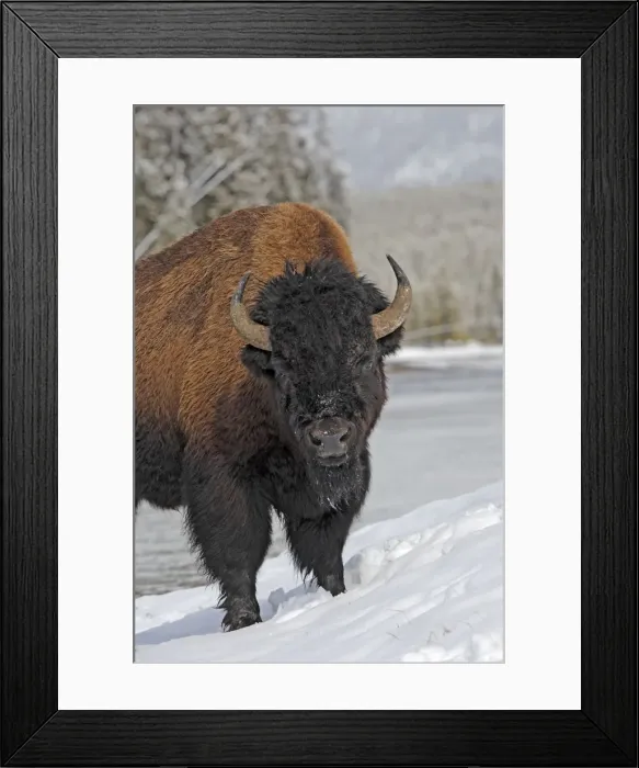 Framed Print : Picture No. 10947624 Framed Print : Picture No. 10947624