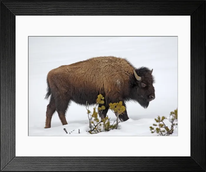 Framed Print : Picture No. 10947625 Framed Print : Picture No. 10947625