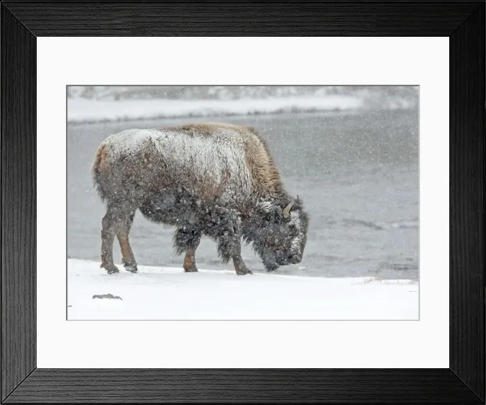 Framed Print : Picture No. 10947627 Framed Print : Picture No. 10947627