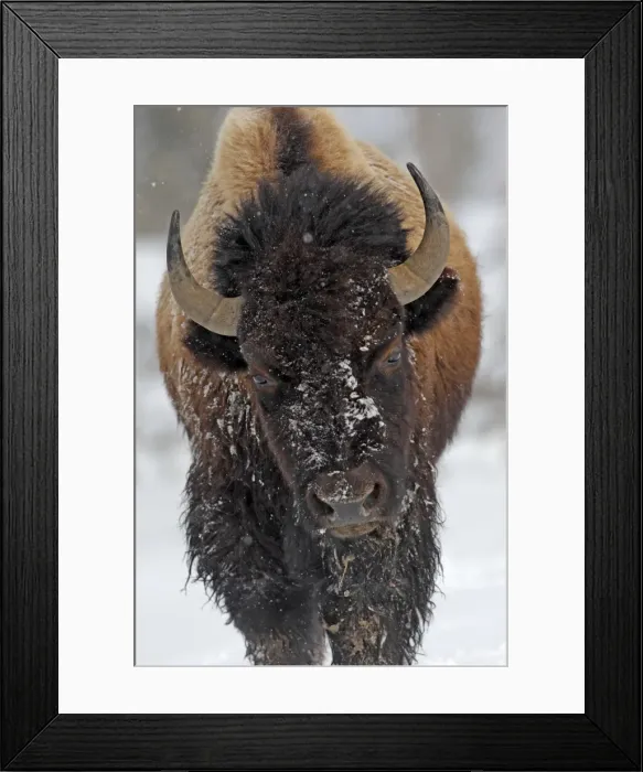Framed Print : Picture No. 10947630 Framed Print : Picture No. 10947630