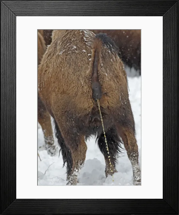 Framed Print : Picture No. 10947631 Framed Print : Picture No. 10947631