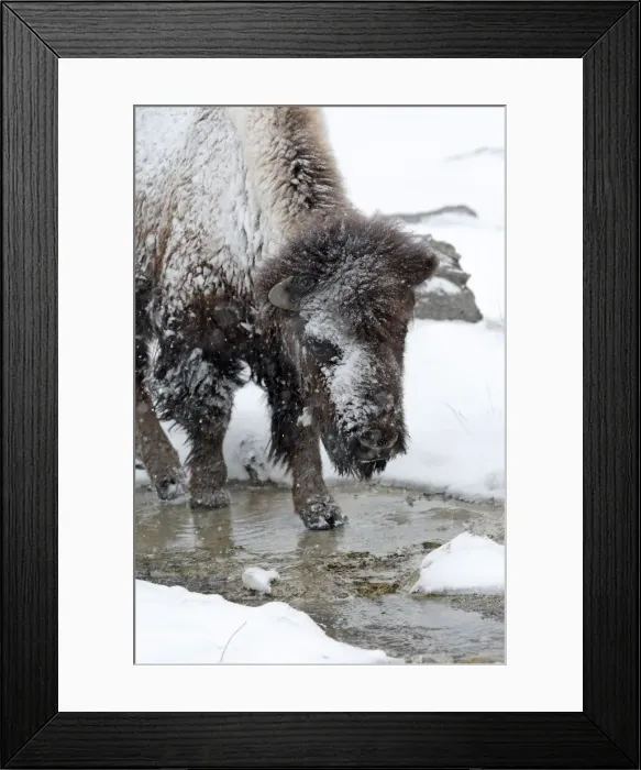 Framed Print : Picture No. 10947628 Framed Print : Picture No. 10947628