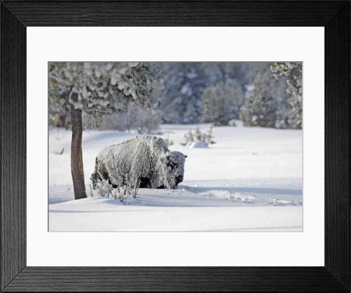 Framed Print : Picture No. 10947636 Framed Print : Picture No. 10947636