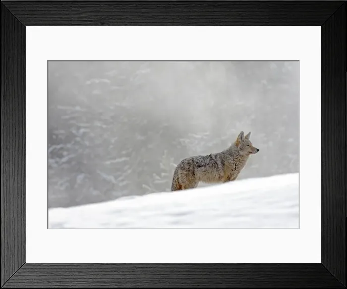 Framed Print : Picture No. 10947640 Framed Print : Picture No. 10947640
