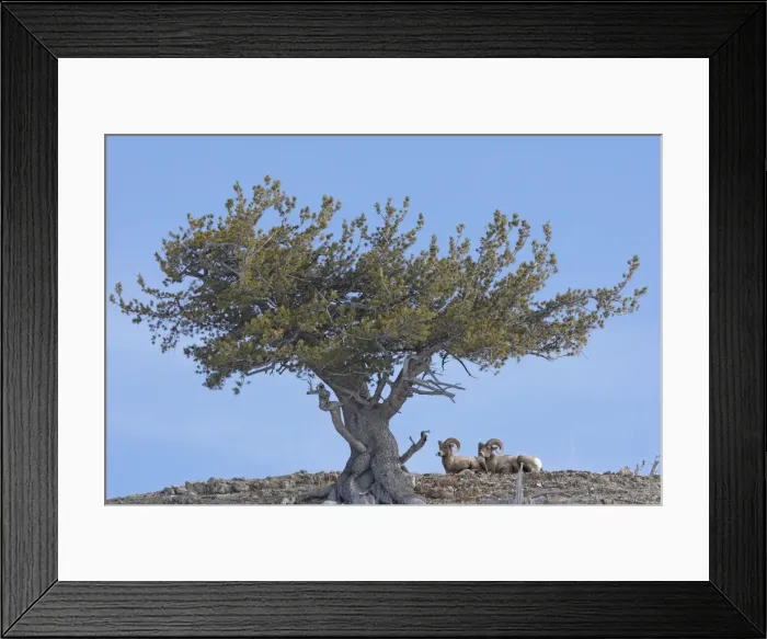 Framed Print : Picture No. 10947642 Framed Print : Picture No. 10947642