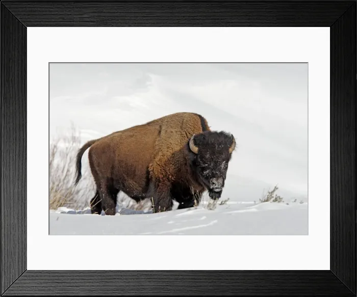 Framed Print : Picture No. 10947638
