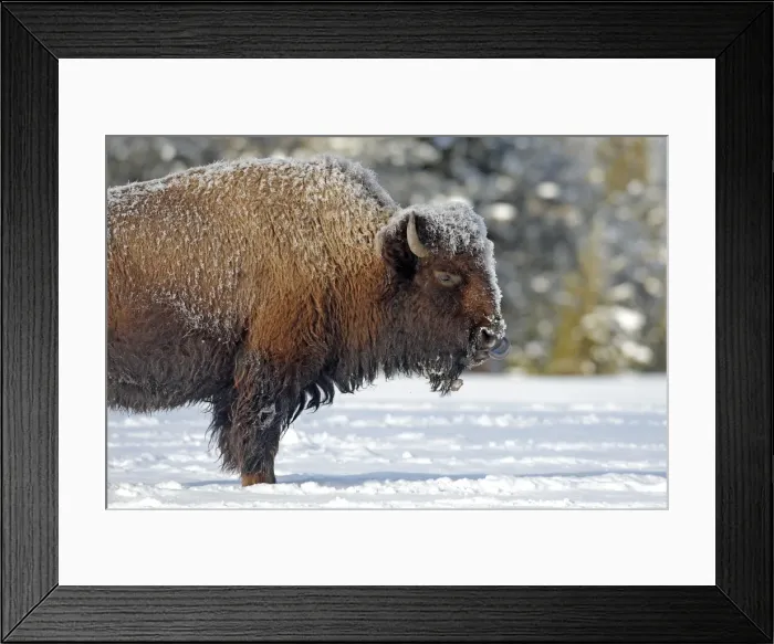 Framed Print : Picture No. 10947637