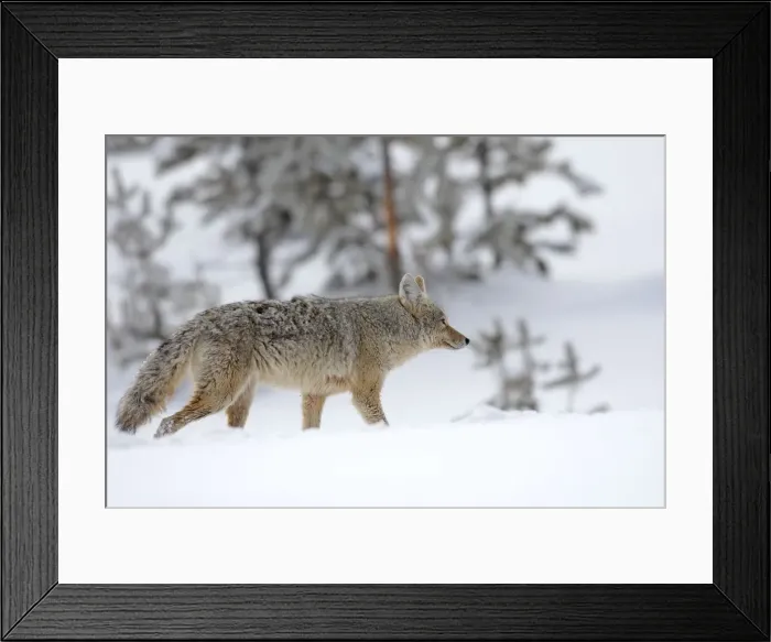 Framed Print : Picture No. 10947641 Framed Print : Picture No. 10947641
