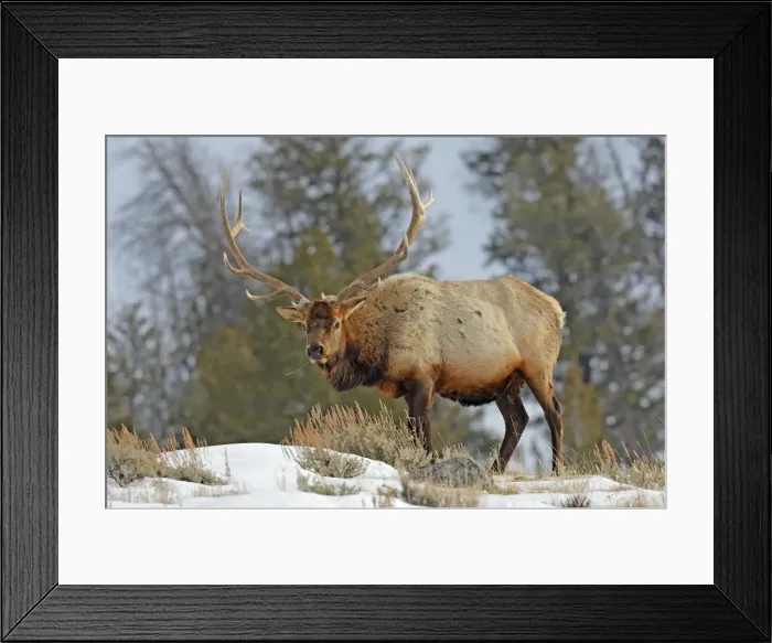 Framed Print : Picture No. 10947645 Framed Print : Picture No. 10947645