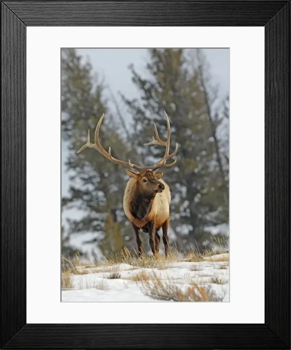 Framed Print : Picture No. 10947644 Framed Print : Picture No. 10947644