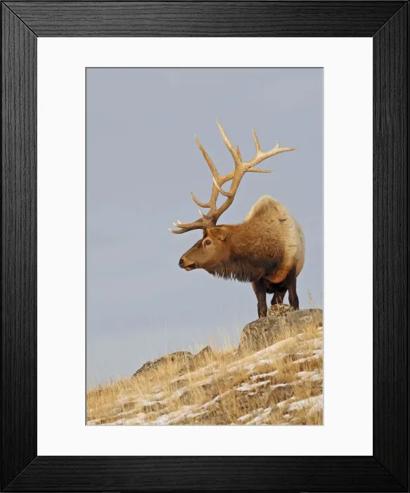 Framed Print : Picture No. 10947646 Framed Print : Picture No. 10947646