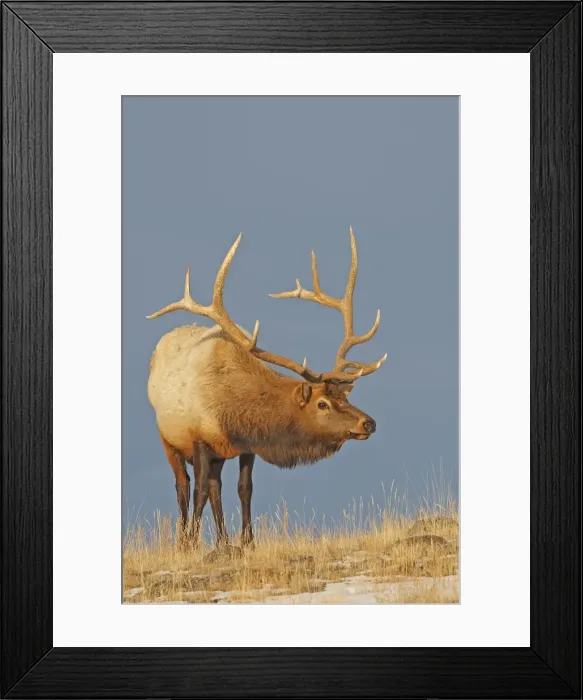 Framed Print : Picture No. 10947648 Framed Print : Picture No. 10947648