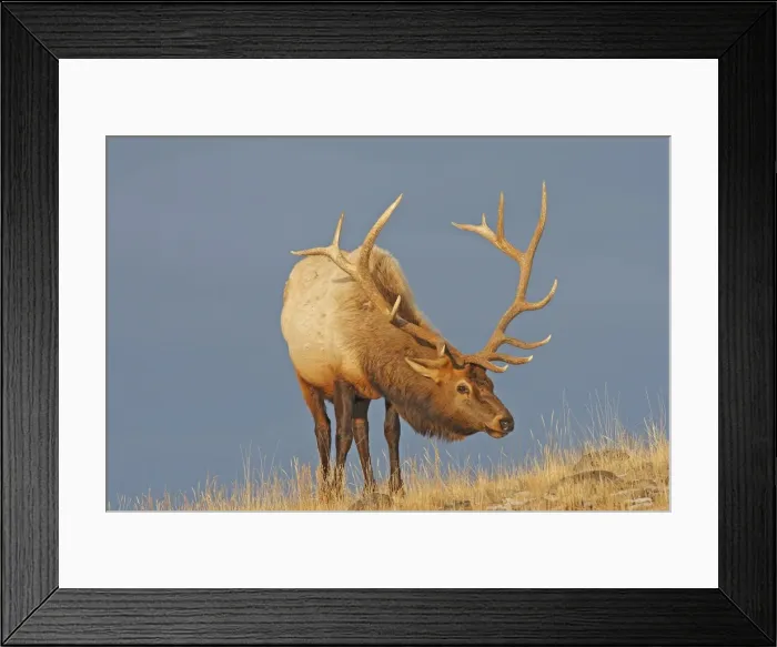 Framed Print : Picture No. 10947647 Framed Print : Picture No. 10947647