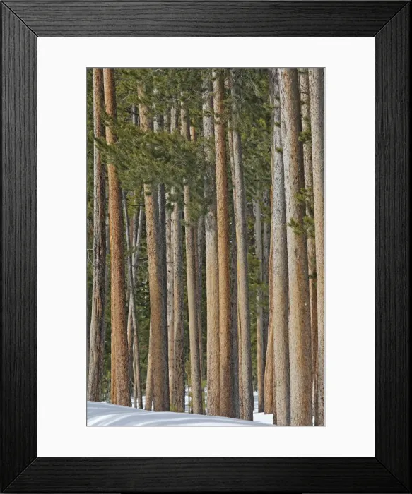 Framed Print : Picture No. 10947651 Framed Print : Picture No. 10947651