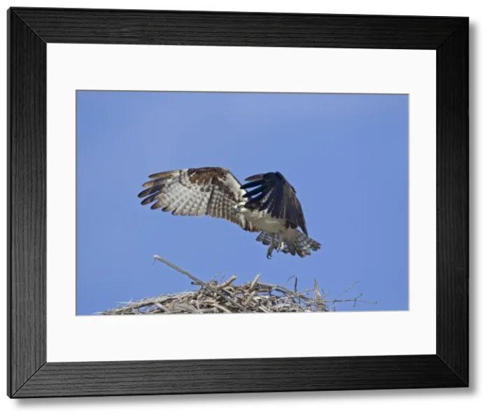 Framed Print : Picture No. 10947666 Framed Print : Picture No. 10947666