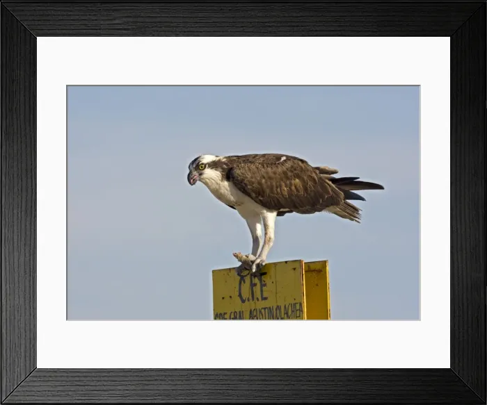 Framed Print : Picture No. 10947667 Framed Print : Picture No. 10947667