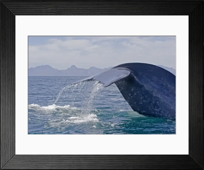 Framed Print : Picture No. 10947668 Framed Print : Picture No. 10947668