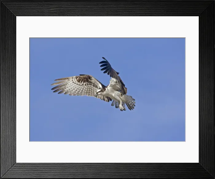 Framed Print : Picture No. 10947665 Framed Print : Picture No. 10947665