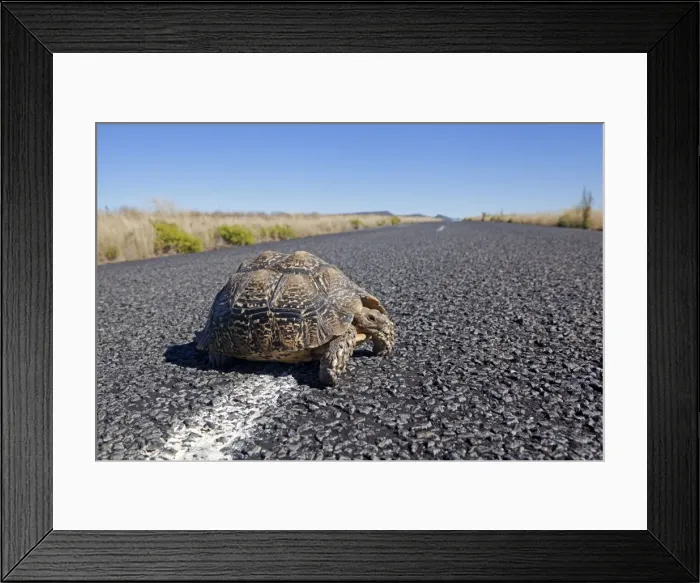 Framed Print : Picture No. 10947766