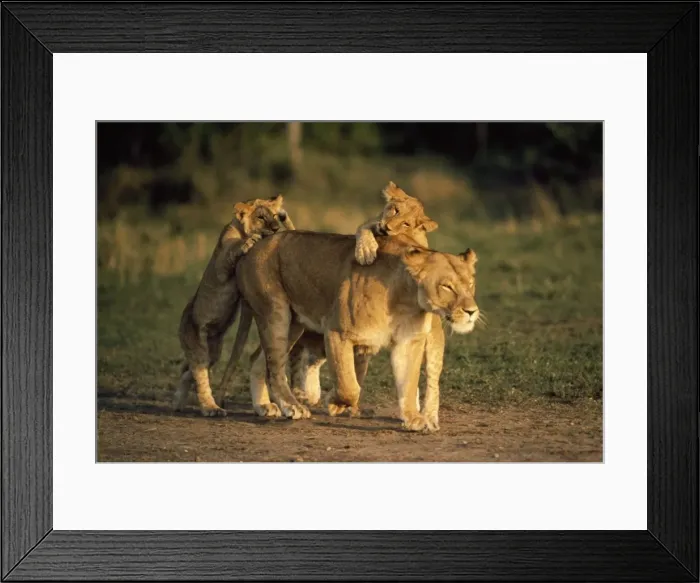 Framed Print : Picture No. 10947768 Framed Print : Picture No. 10947768