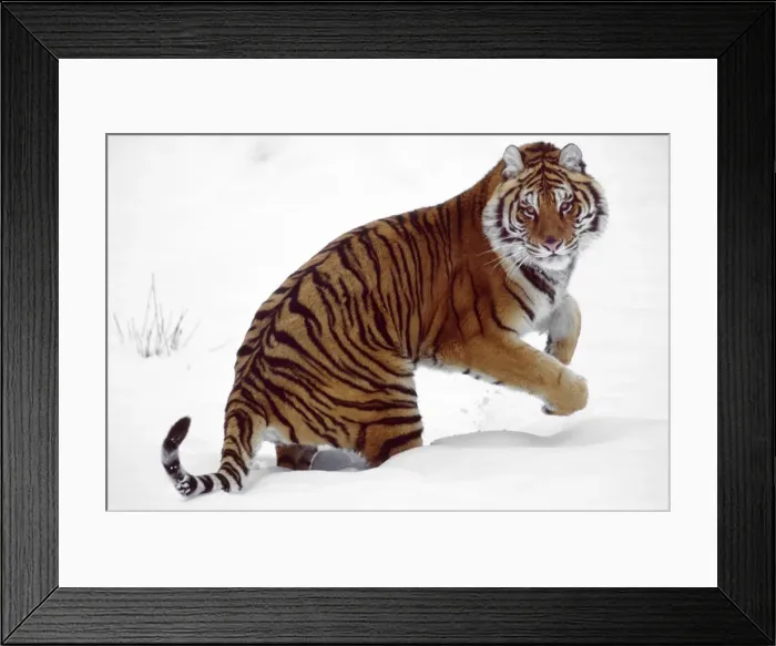 Framed Print : Picture No. 10947767 Framed Print : Picture No. 10947767