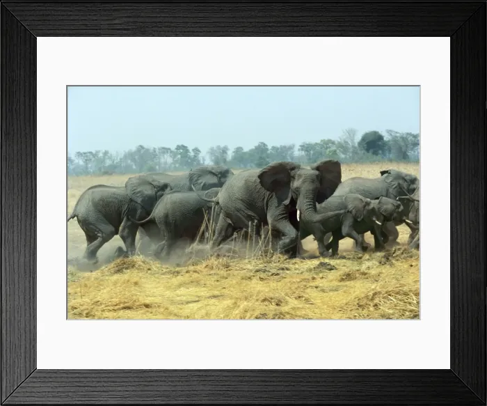 Framed Print : Picture No. 10947777 Framed Print : Picture No. 10947777