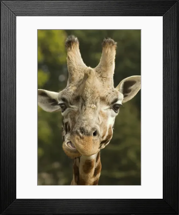 Framed Print : Picture No. 10947782