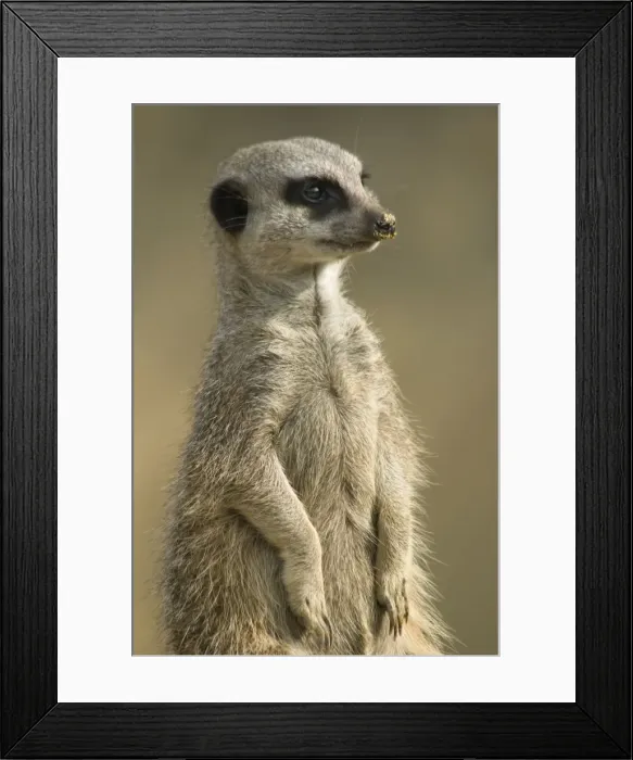 Framed Print : Picture No. 10947783 Framed Print : Picture No. 10947783