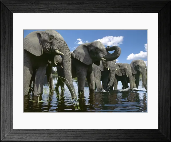 Framed Print : Picture No. 10947780 Framed Print : Picture No. 10947780