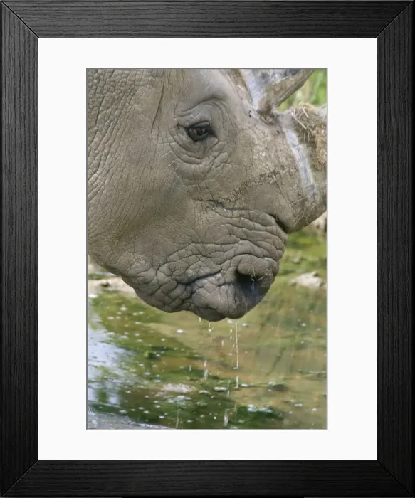 Framed Print : Picture No. 10947785 Framed Print : Picture No. 10947785