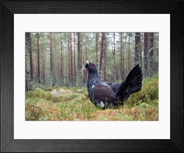 Framed Print : Picture No. 10947792 Framed Print : Picture No. 10947792