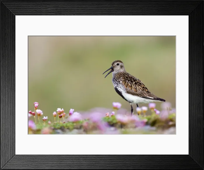 Framed Print : Picture No. 10947795