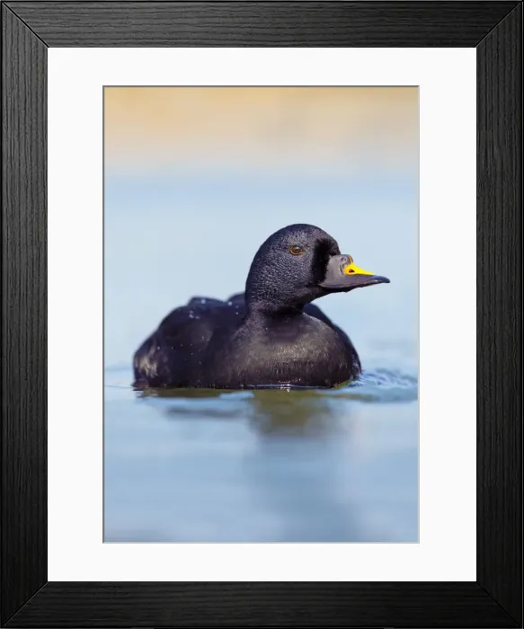 Framed Print : Picture No. 10947793 Framed Print : Picture No. 10947793