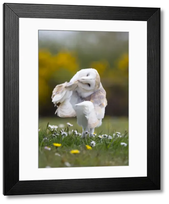 Framed Print : Picture No. 10947791 Framed Print : Picture No. 10947791