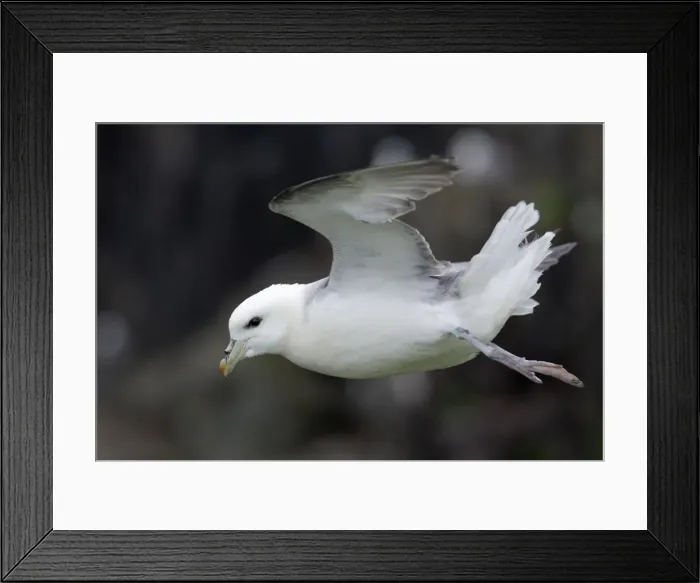 Framed Print : Picture No. 10947797 Framed Print : Picture No. 10947797