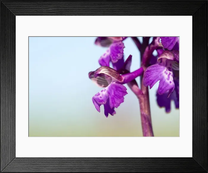Framed Print : Picture No. 10947801 Framed Print : Picture No. 10947801