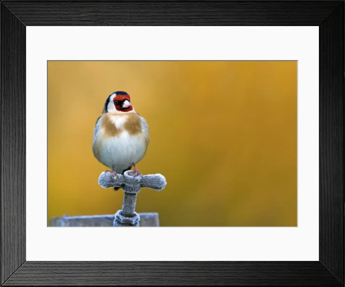 Framed Print : Picture No. 10947798 Framed Print : Picture No. 10947798