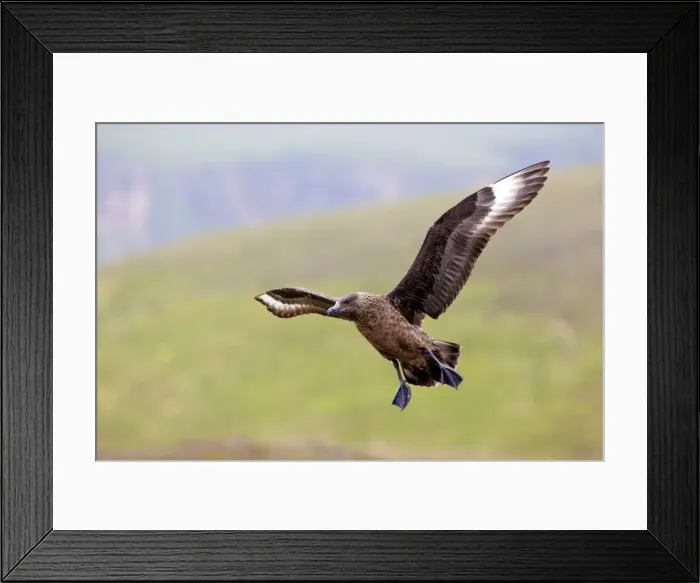 Framed Print : Picture No. 10947799