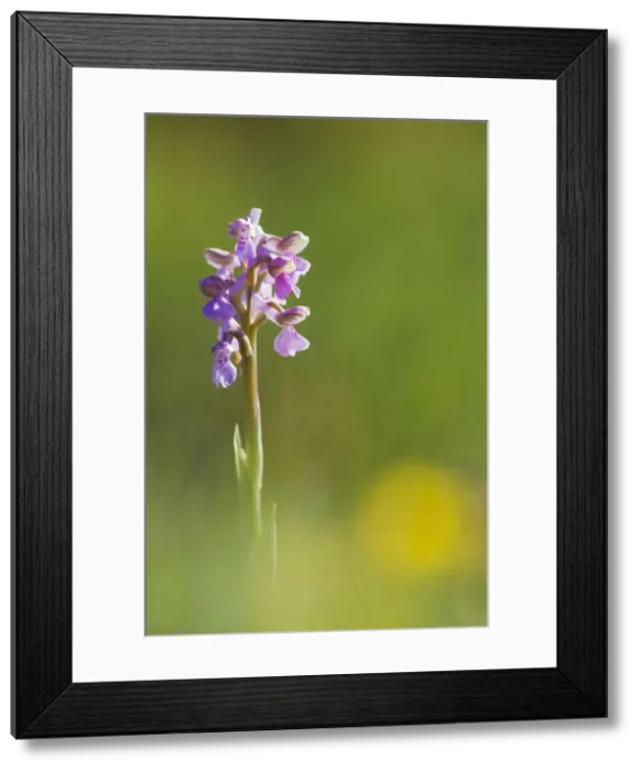 Framed Print : Picture No. 10947800 Framed Print : Picture No. 10947800