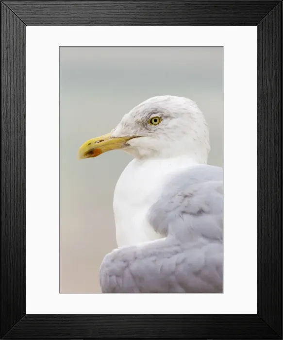 Framed Print : Picture No. 10947807 Framed Print : Picture No. 10947807