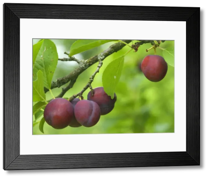 Framed Print : Picture No. 10896861 Framed Print : Picture No. 10896861