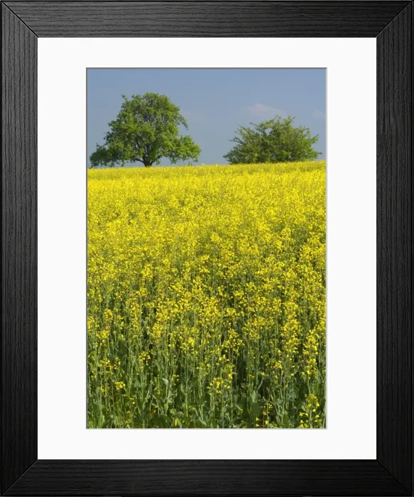 Framed Print : Picture No. 10896864 Framed Print : Picture No. 10896864