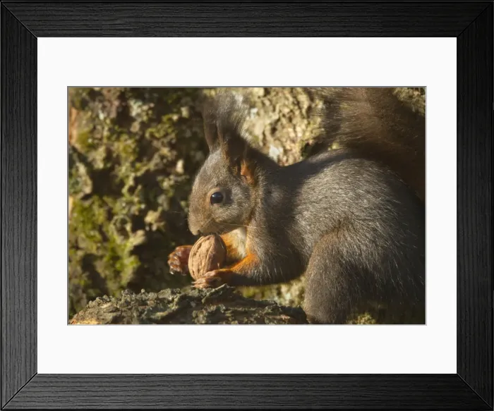 Framed Print : Picture No. 10896873 Framed Print : Picture No. 10896873