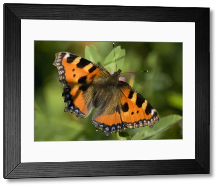 Framed Print : Picture No. 10896891 Framed Print : Picture No. 10896891