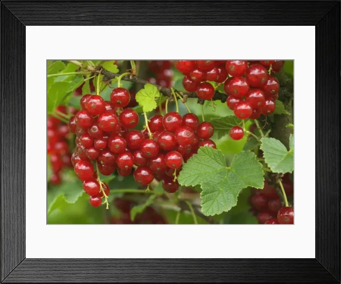 Framed Print : Picture No. 10896870 Framed Print : Picture No. 10896870