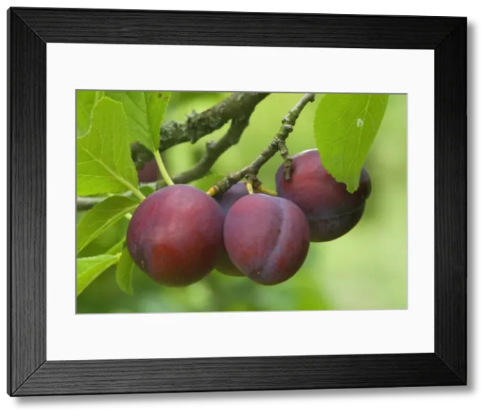Framed Print : Picture No. 10896860 Framed Print : Picture No. 10896860