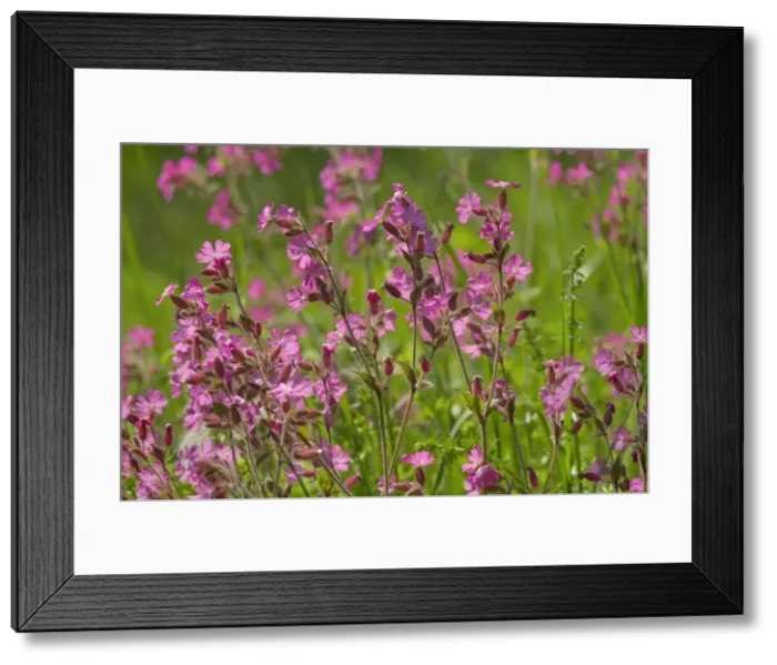 Framed Print : Picture No. 10896869 Framed Print : Picture No. 10896869