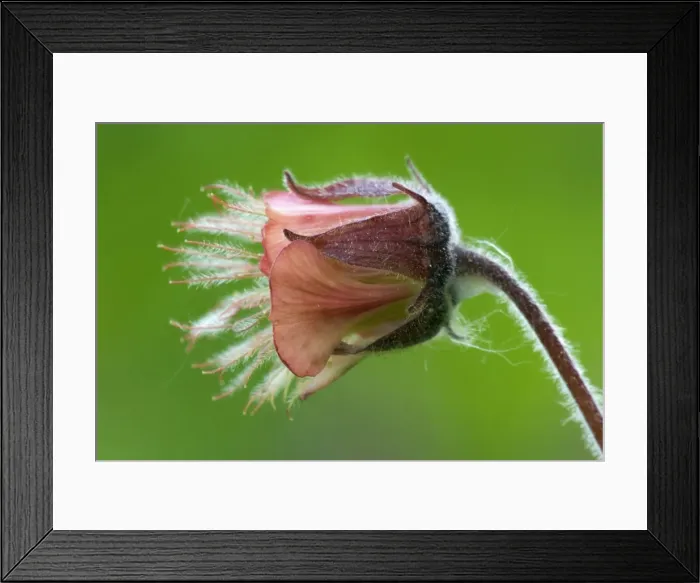 Framed Print : Picture No. 10896863 Framed Print : Picture No. 10896863